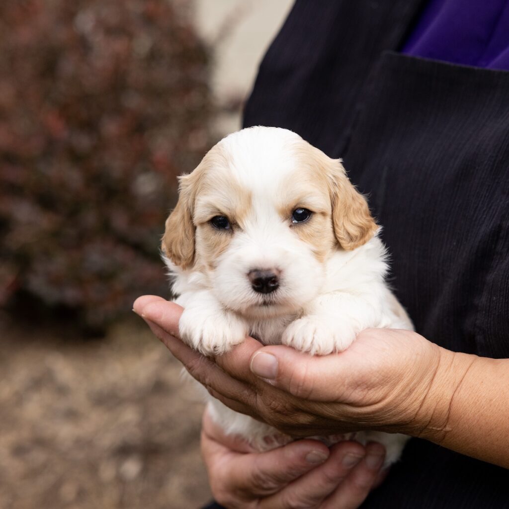 cavachon puppies pa for sale near me