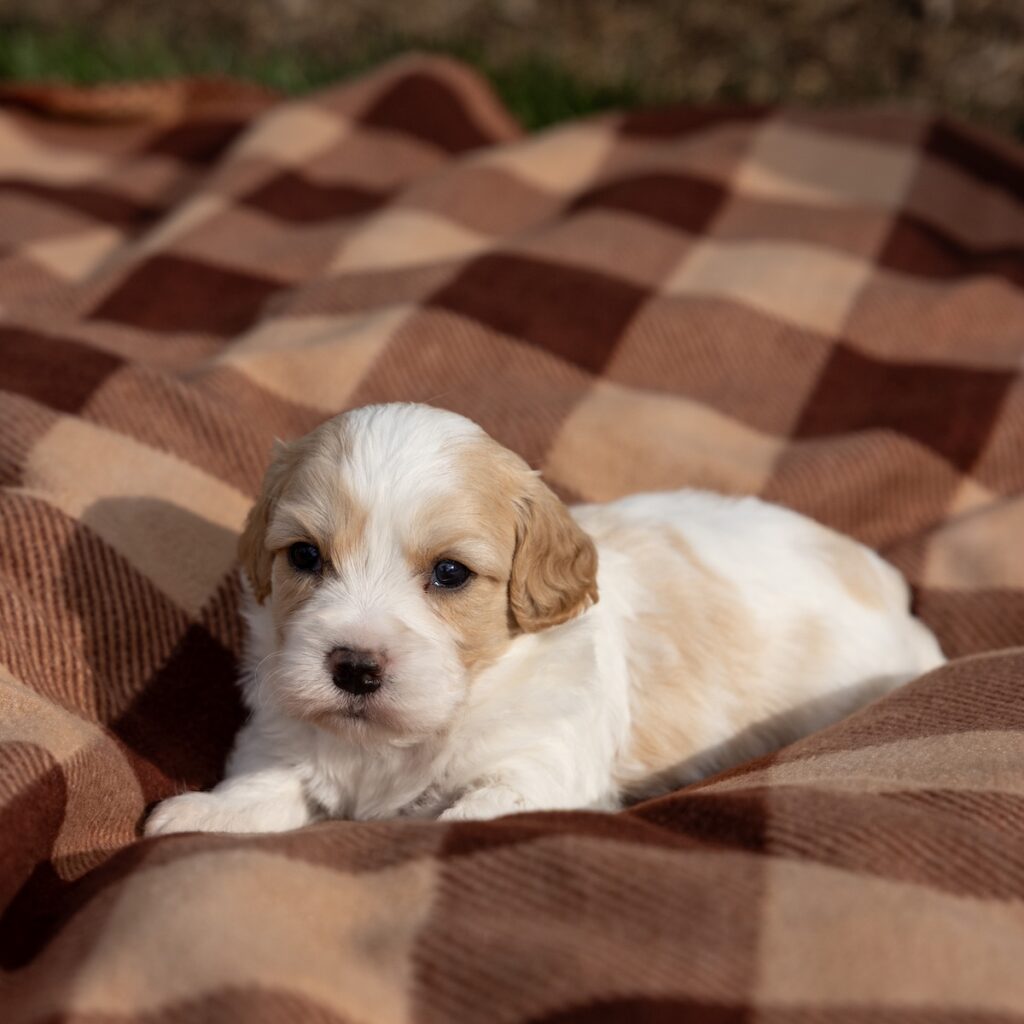 cavachon puppies pa for sale near ny
