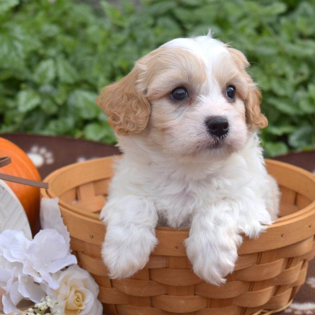 cavachon puppies pa near me