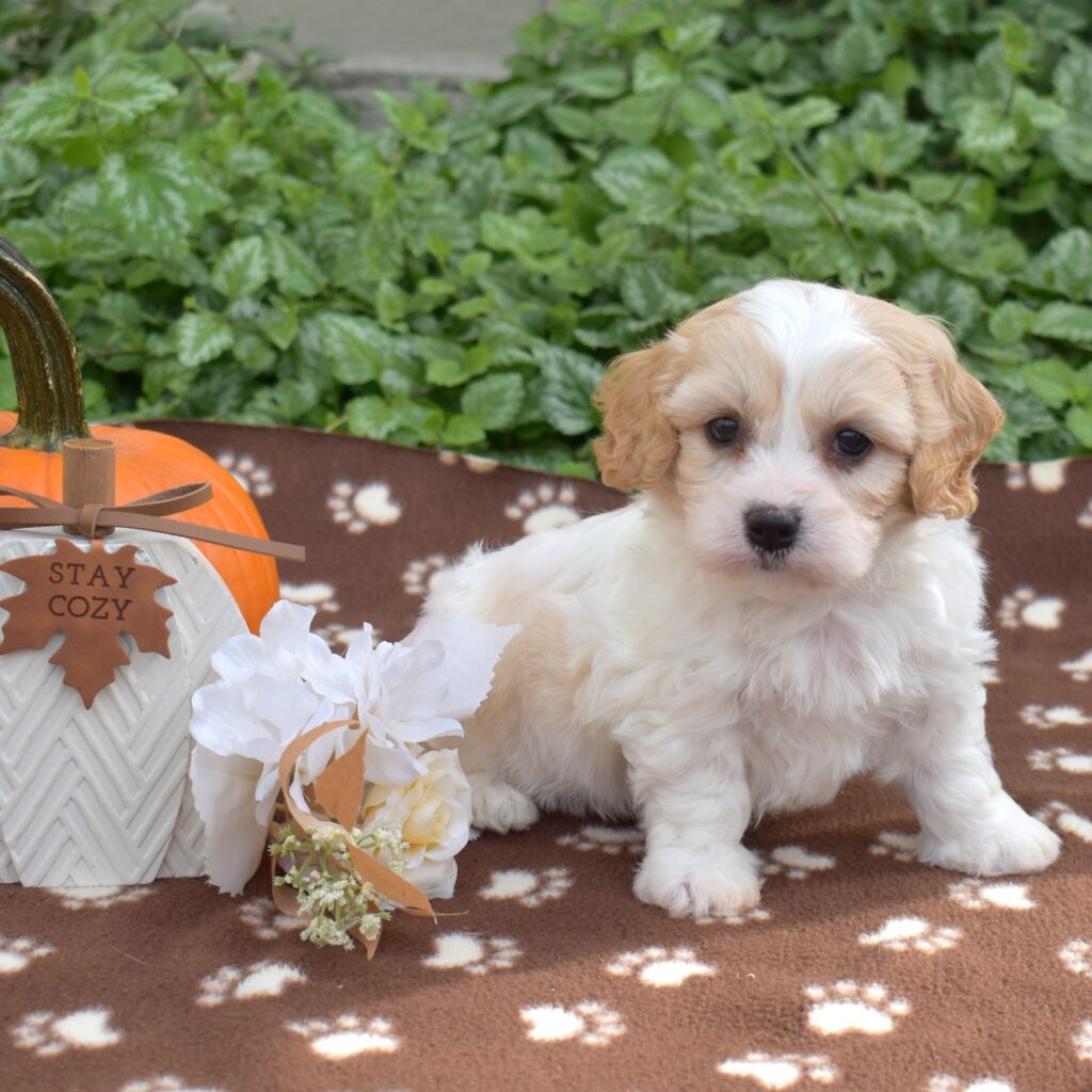 cavachon puppies pa near me for sale
