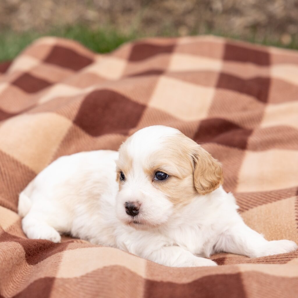 cavachon puppies pa vet checked