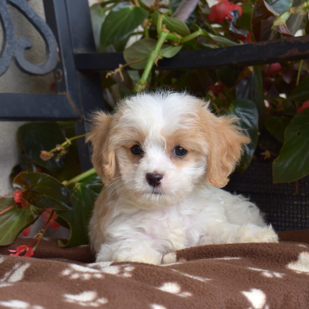 cavachon puppy breeders