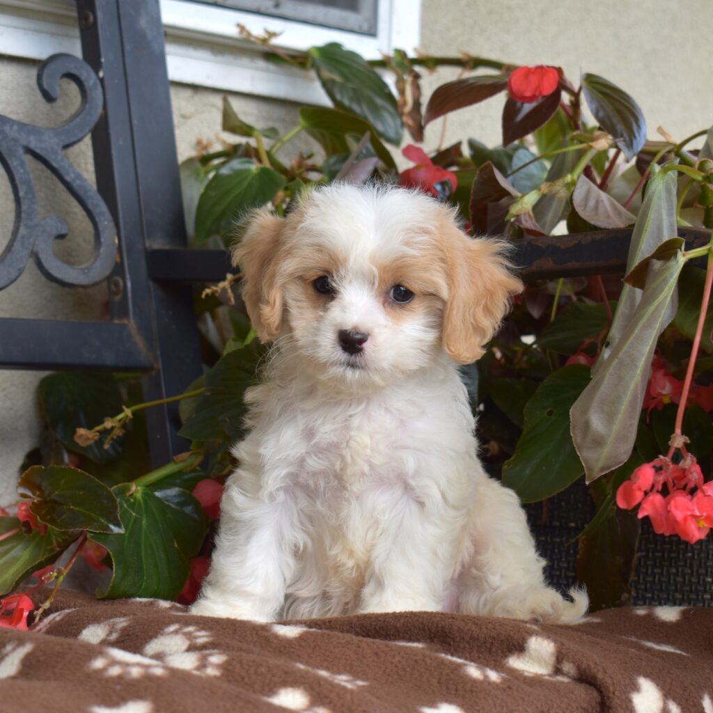cavachon puppy breeders in pa
