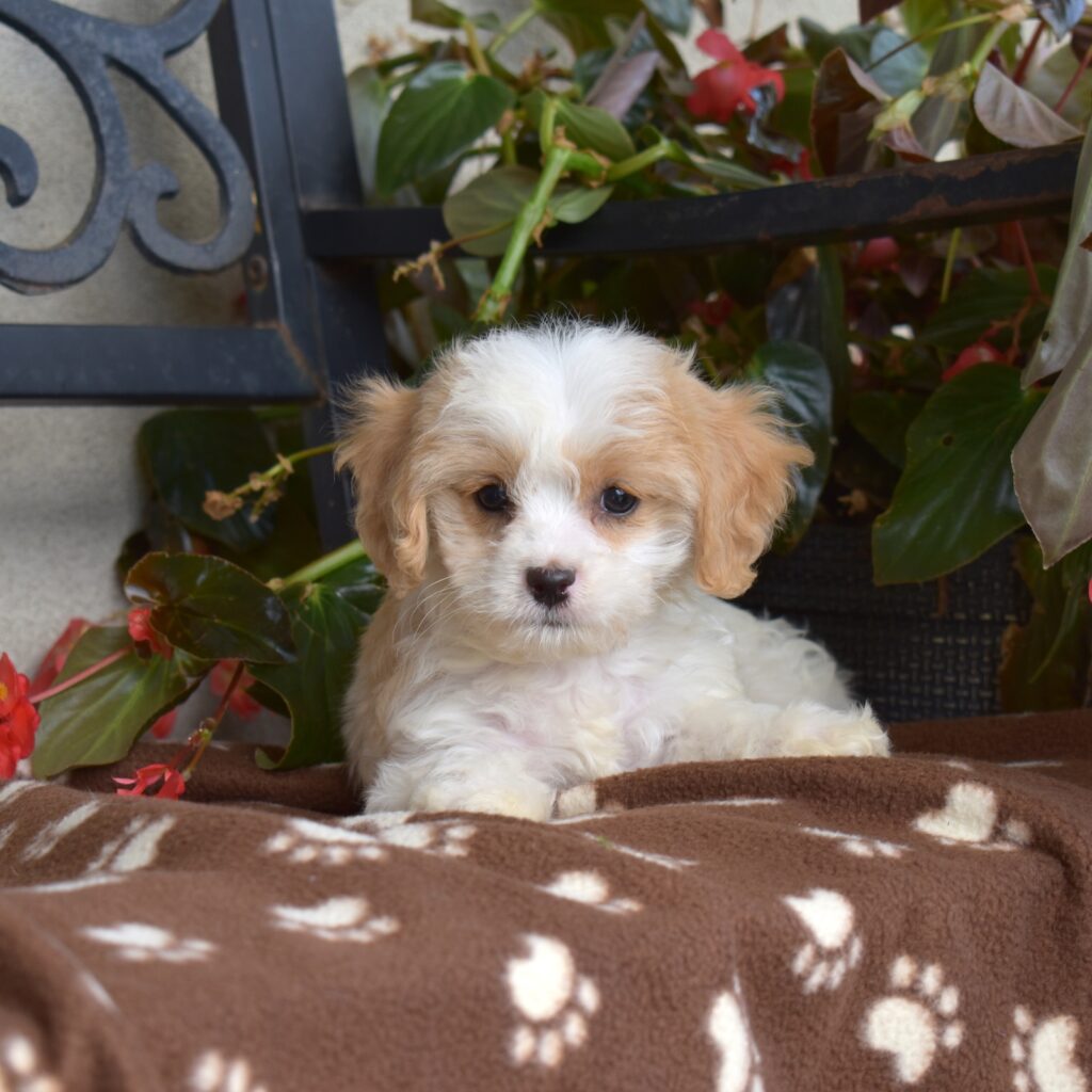 cavachon puppy breeders near me pa
