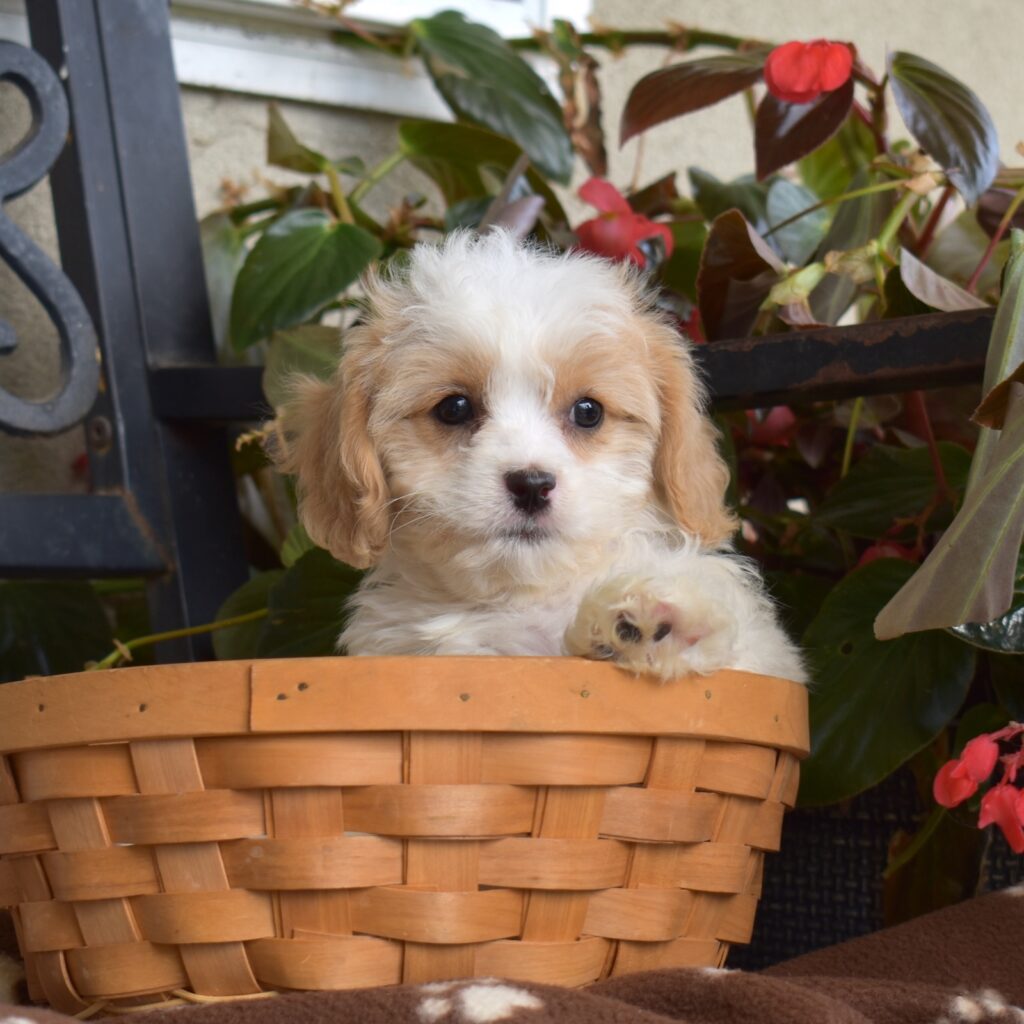 cavachon puppy breeders near me_