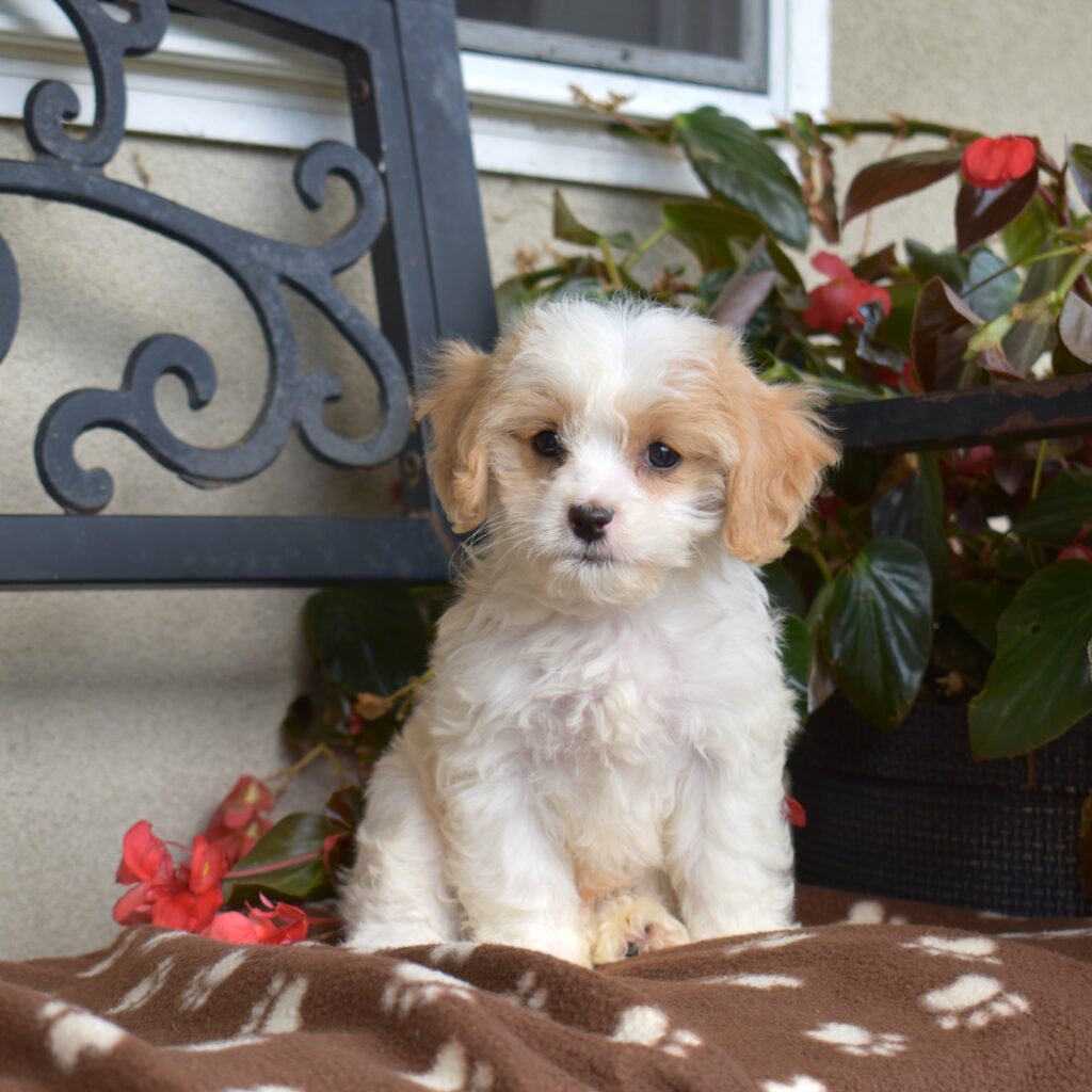 cavachon puppy breeders pa