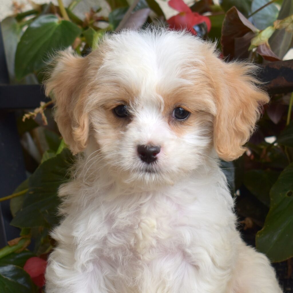 cavachon puppy breeders sweet dream puppies