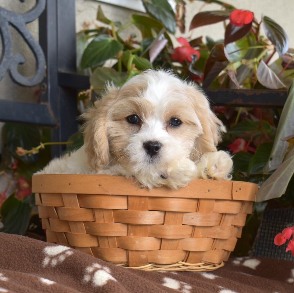 cavalier bichon frise