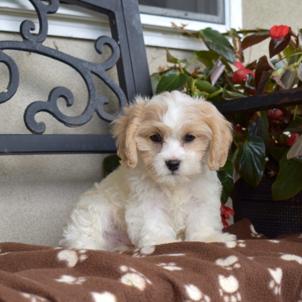 cavalier bichon frise cavachon
