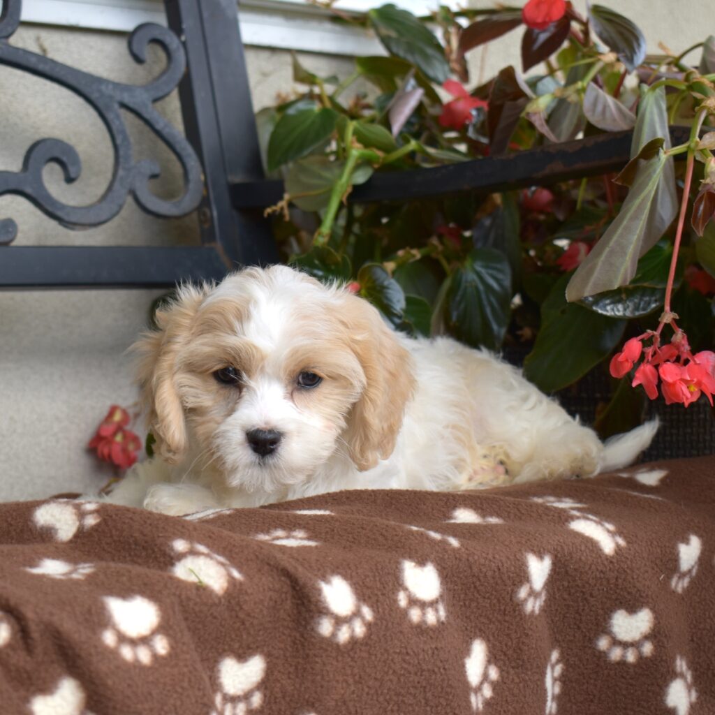 cavalier bichon frise puppies