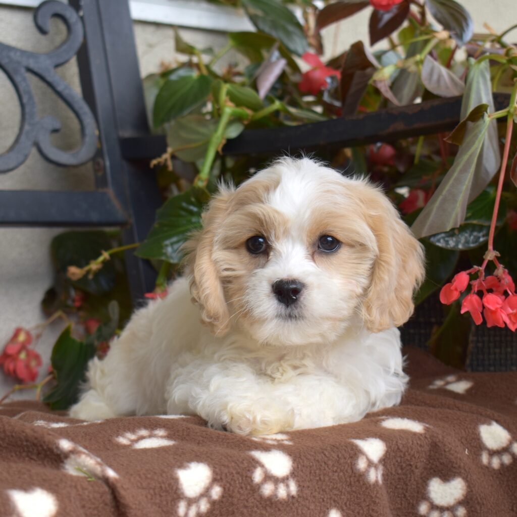 cavalier bichon frise puppies near me_