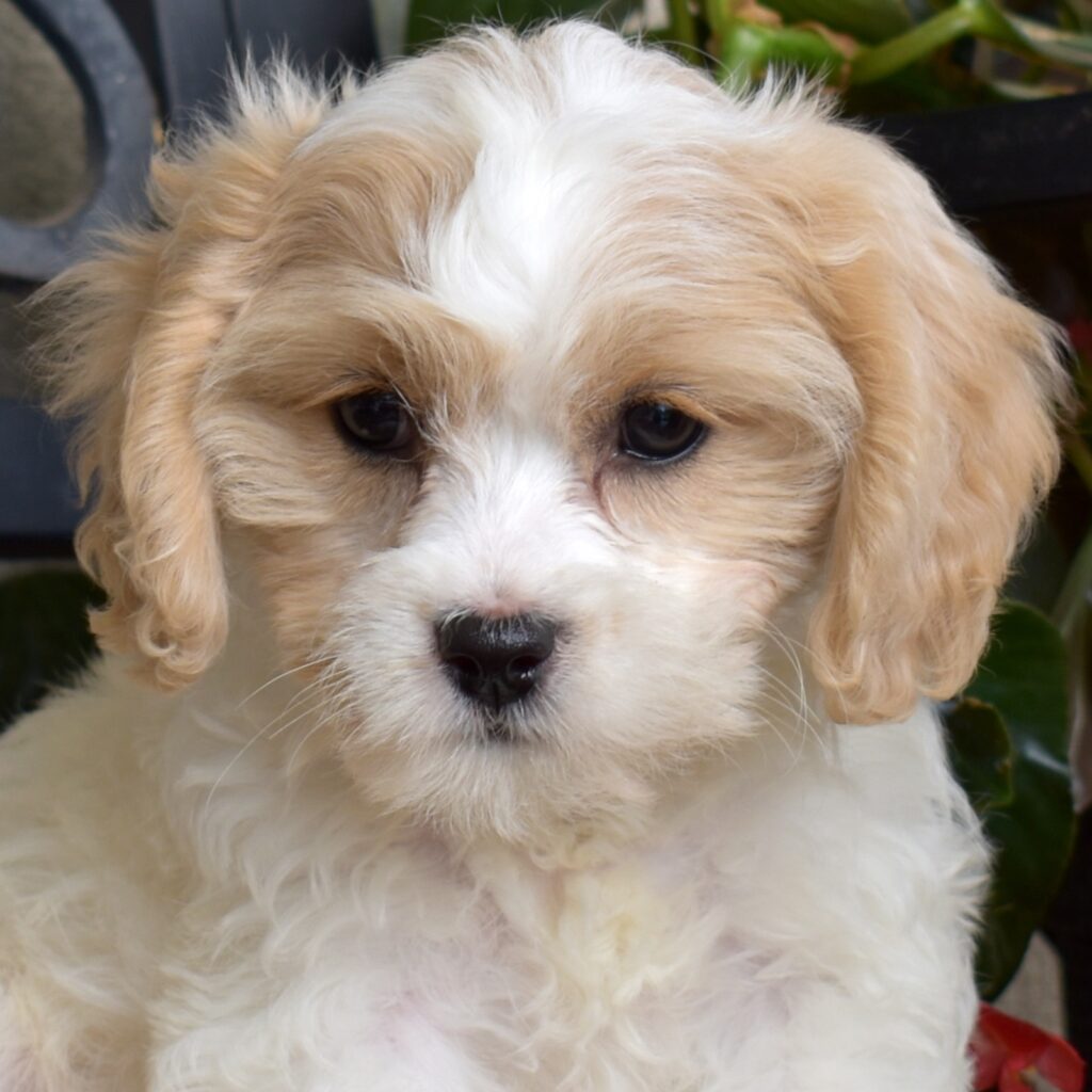 cavalier bichon frise puppy