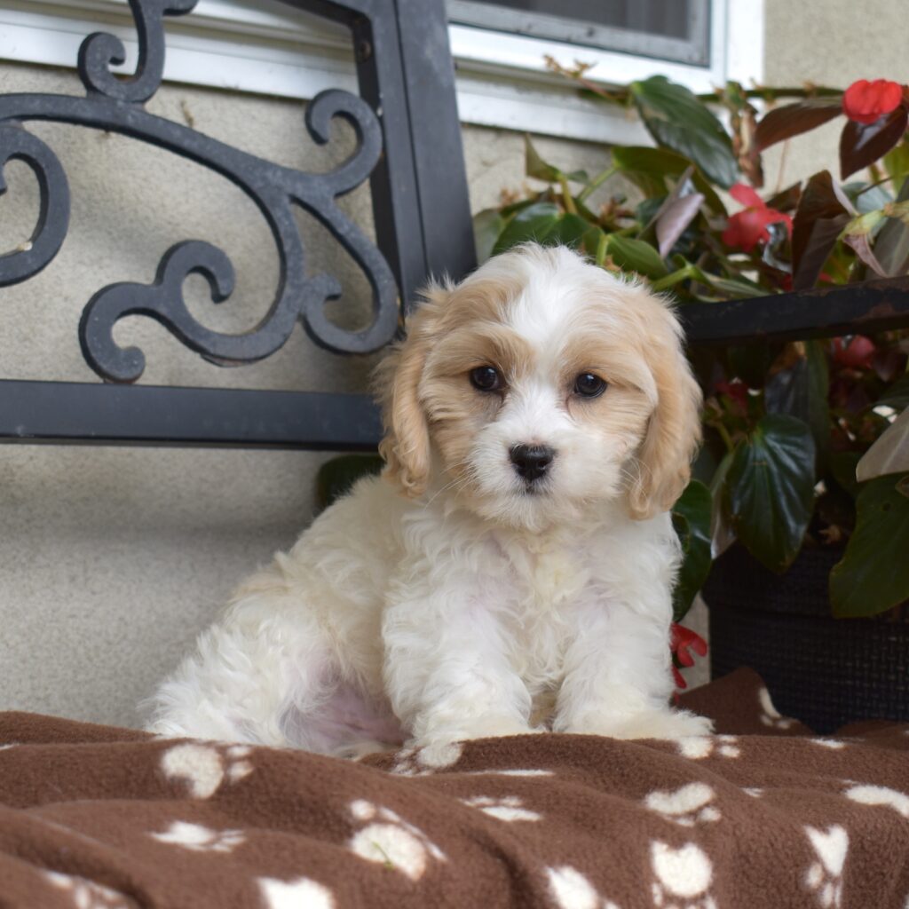 cavalier bichon frise puppy for sale