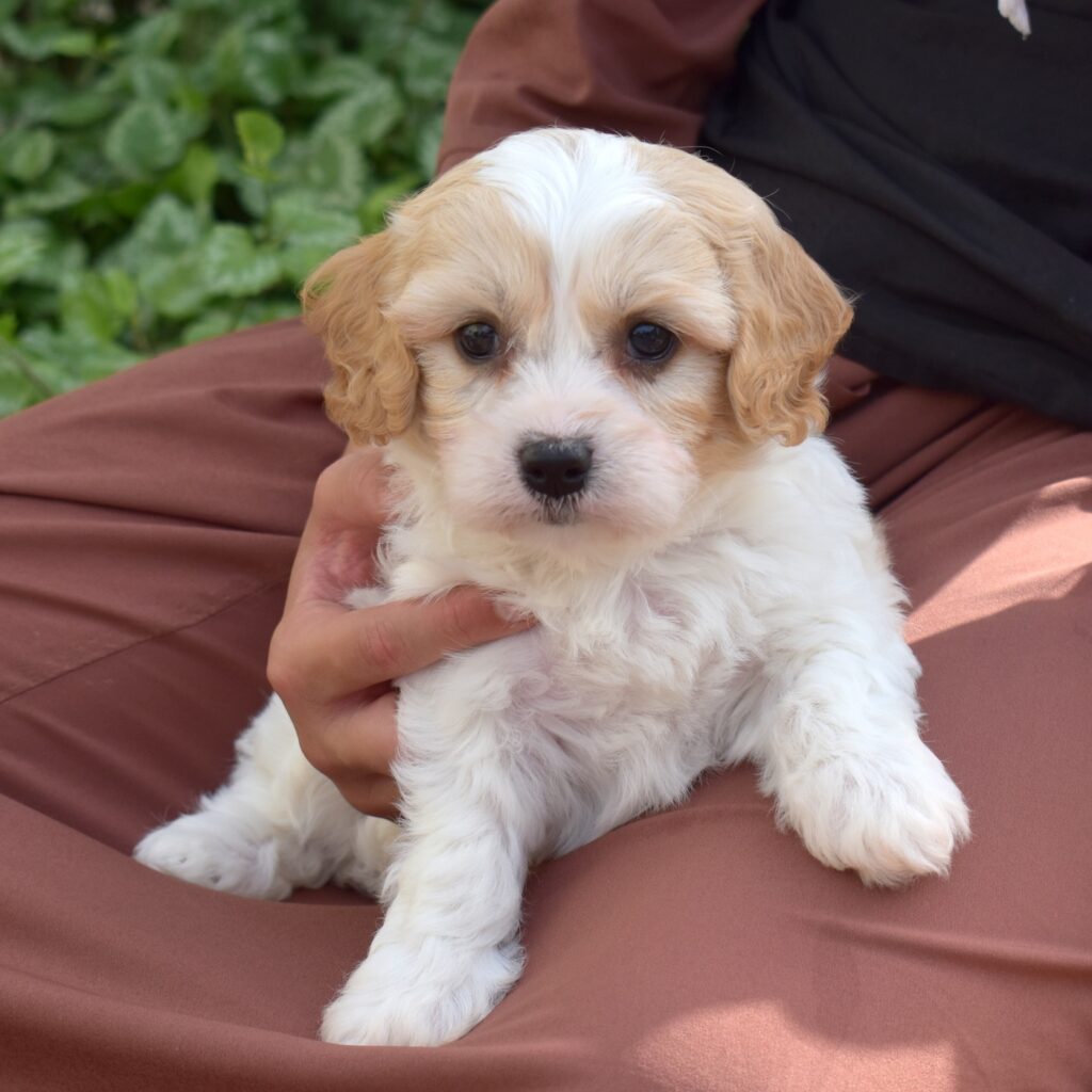 cute cavachon puppies pa