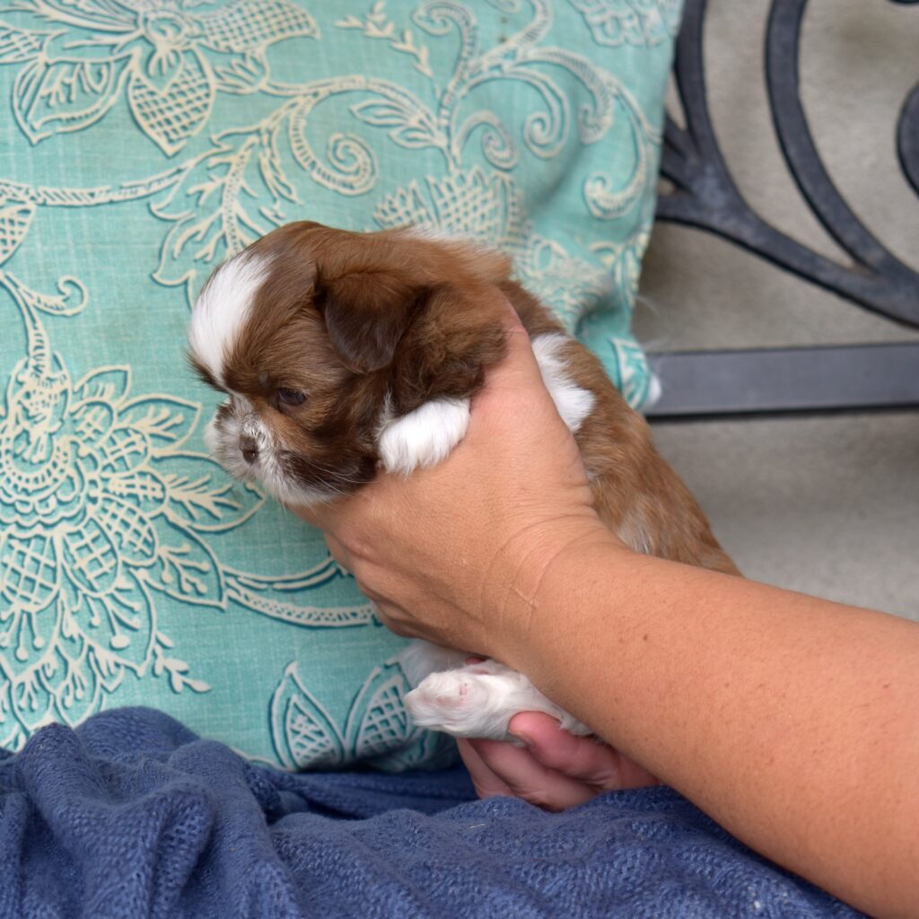 ethical shih tzu breeder