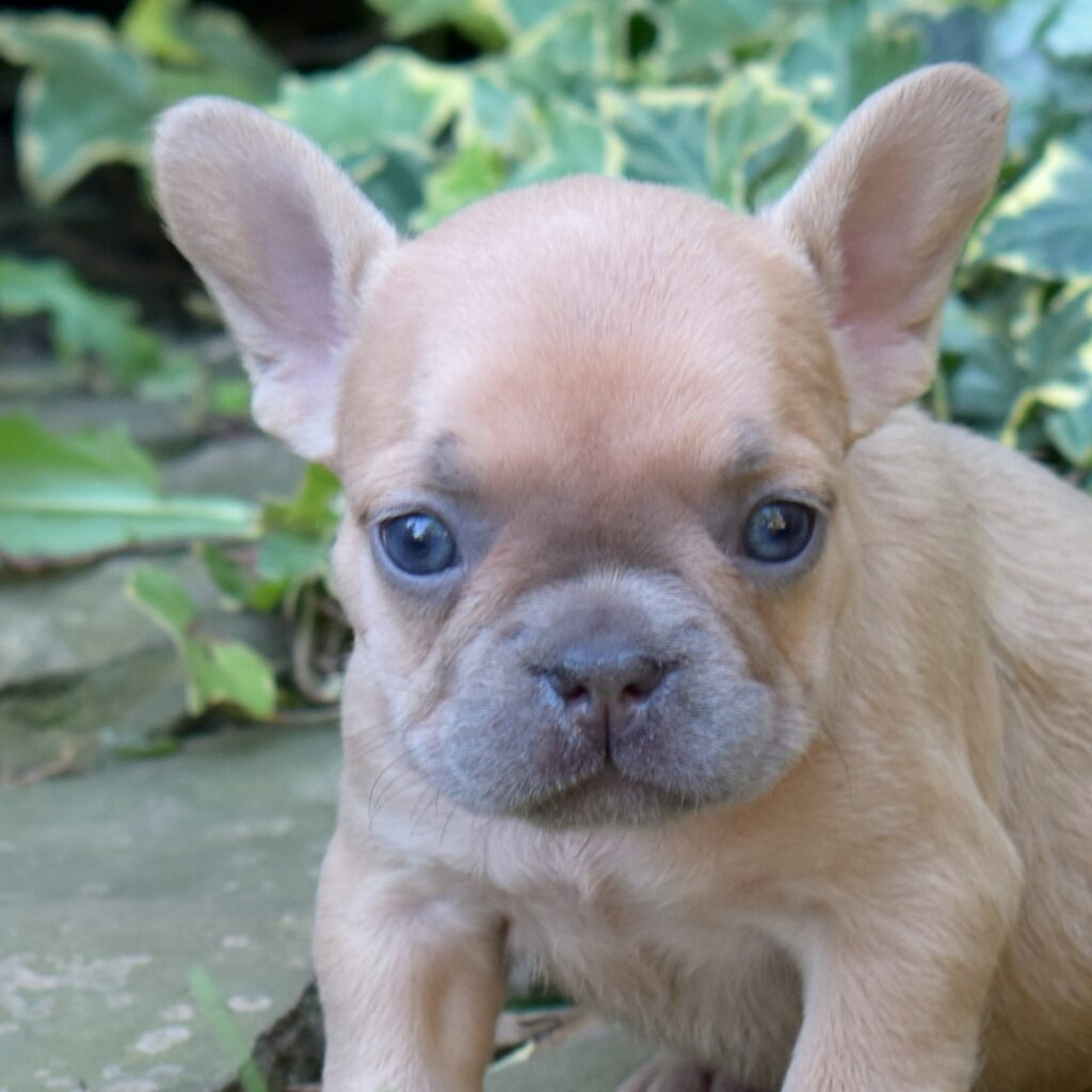 french bulldog lilac