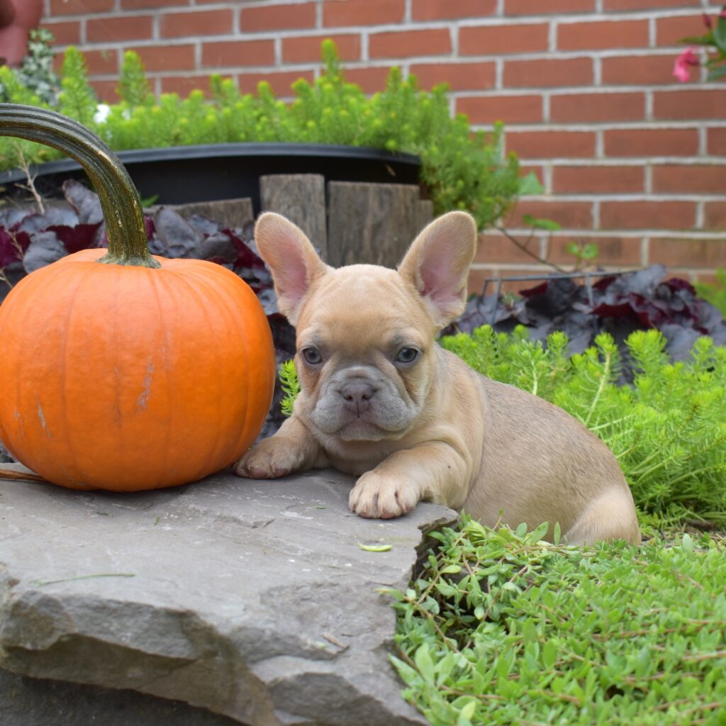 french bulldog lilac