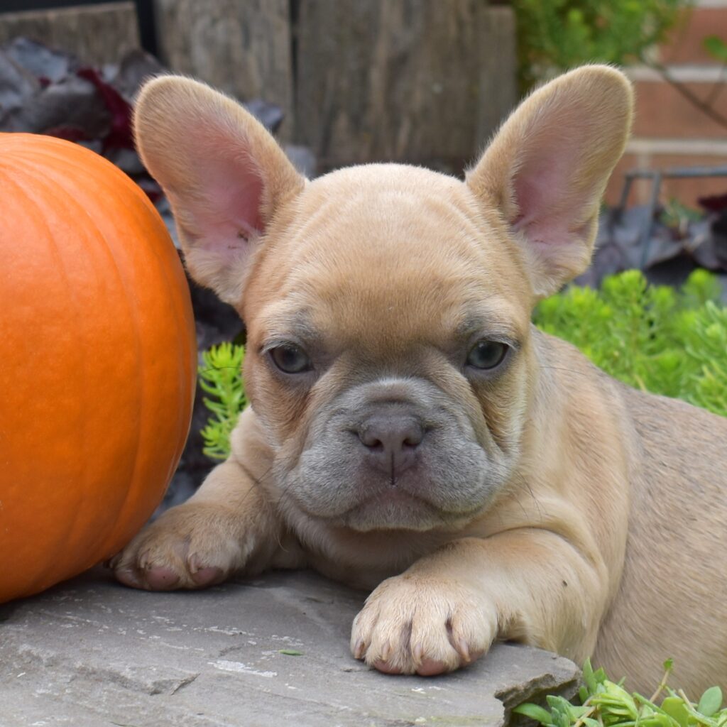 french bulldog lilac breeder