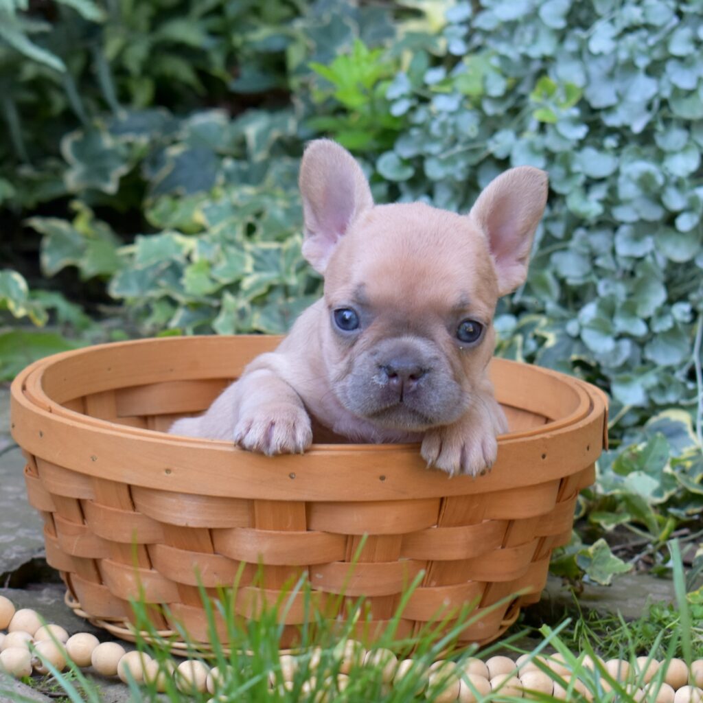 french bulldog lilac breeder