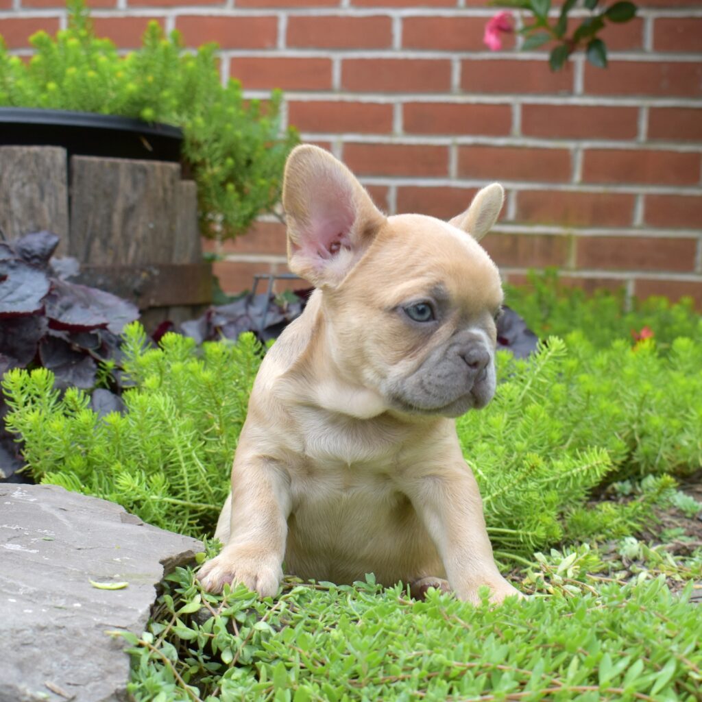 french bulldog lilac breeders