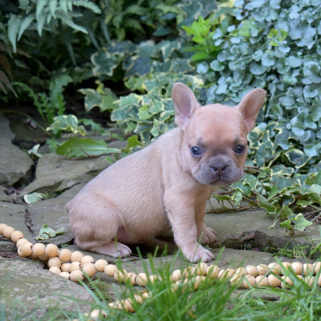 french bulldog lilac for sale