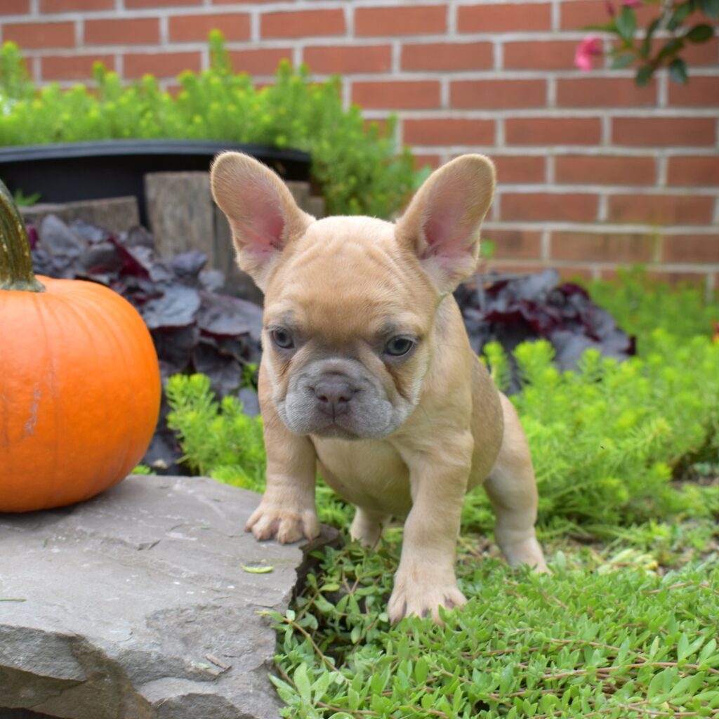 french bulldog lilac in pa