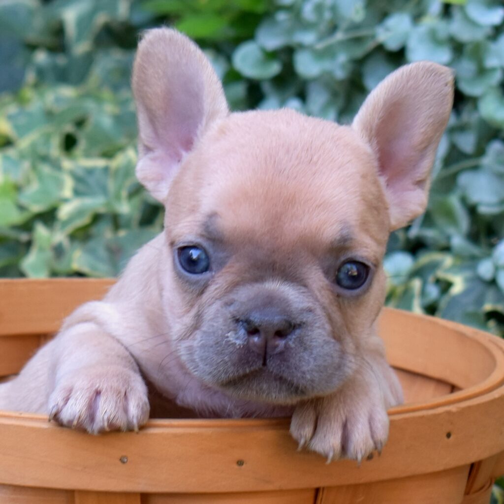 french bulldog lilac in pa