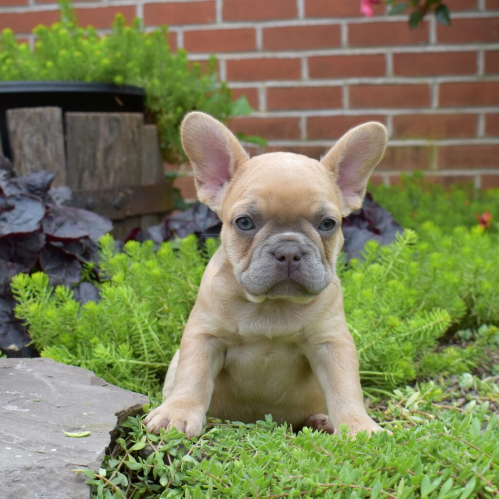 french bulldog lilac near me