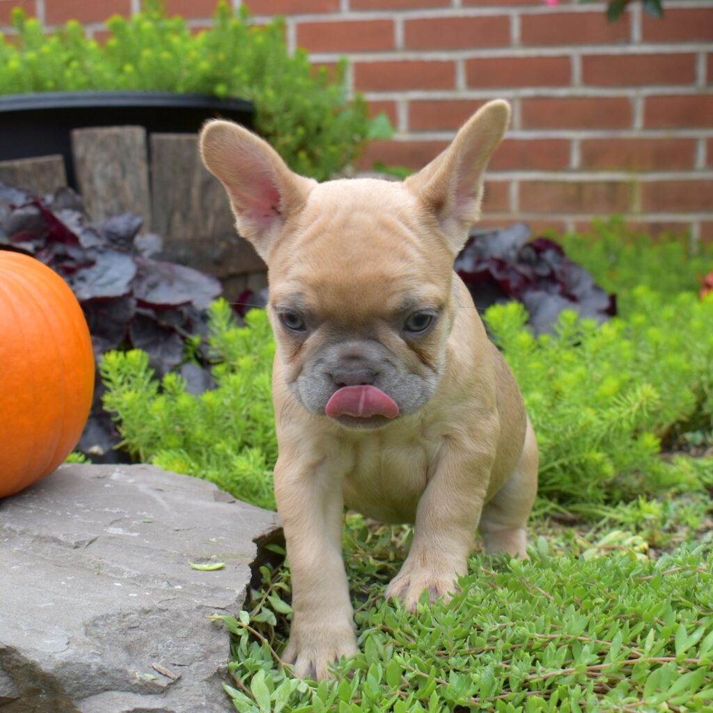 french bulldog lilac pa
