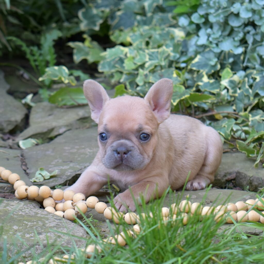 french bulldog lilac puppies