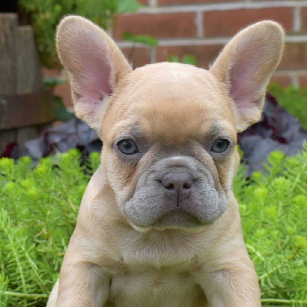 french bulldog lilac puppies