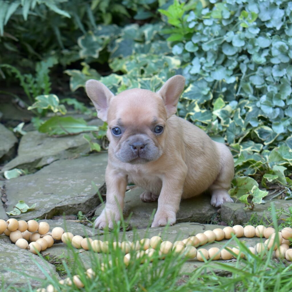 french bulldog lilac puppy