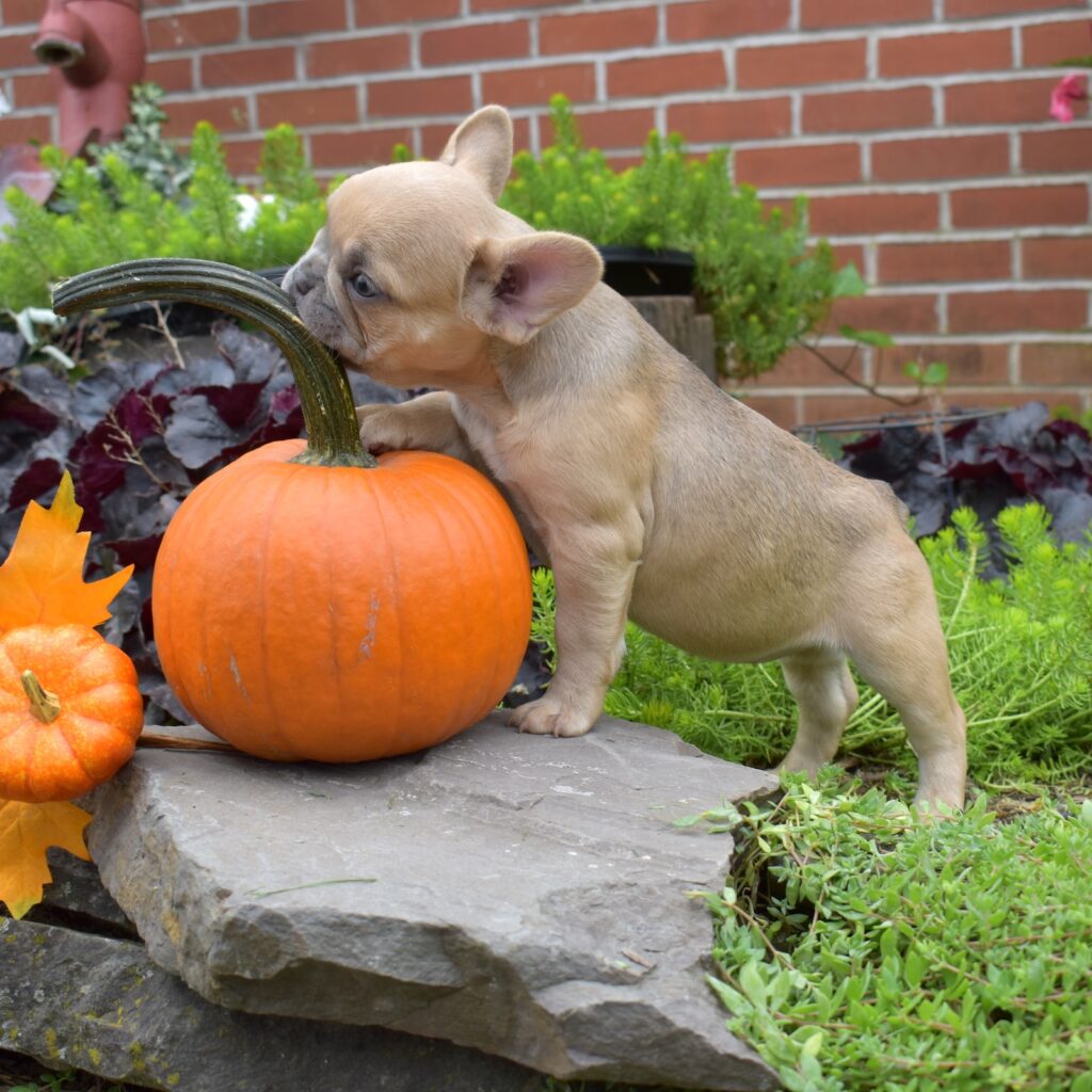 french bulldog lilac puppy