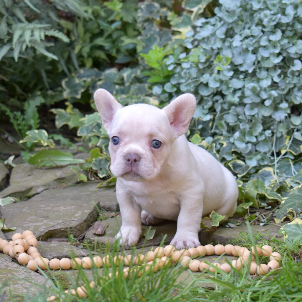frenchies for sale