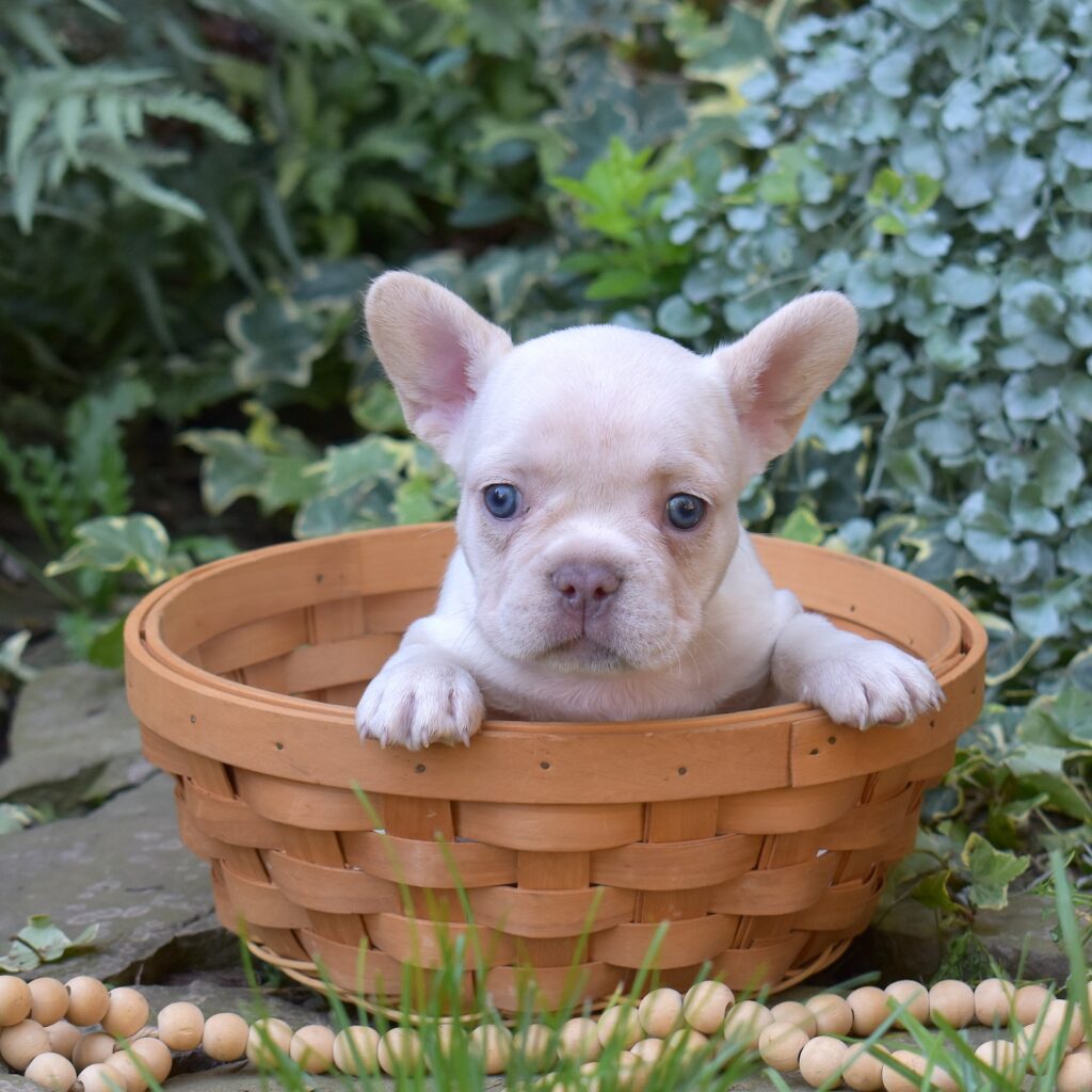 frenchies for sale from sweet dream puppies