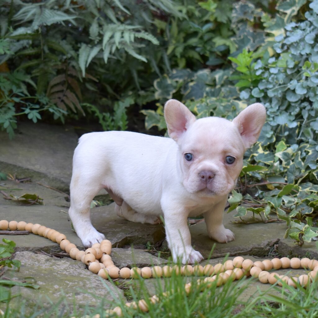 frenchies for sale in pa