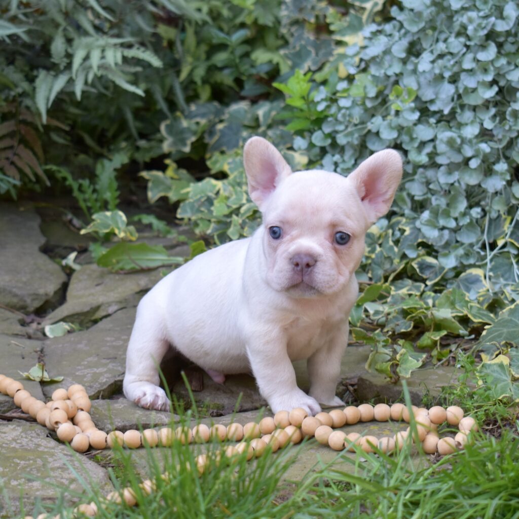 frenchies for sale near me