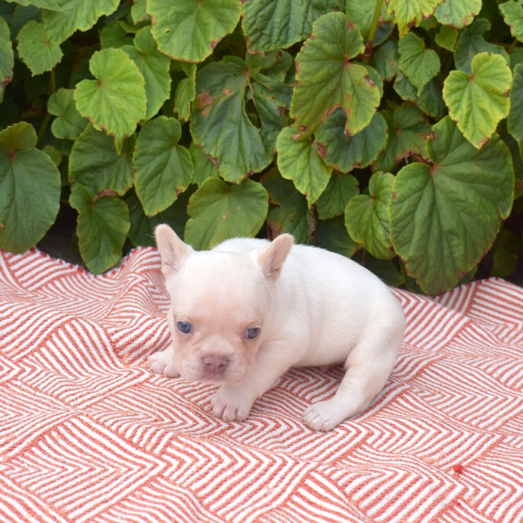 frenchies for sale near me