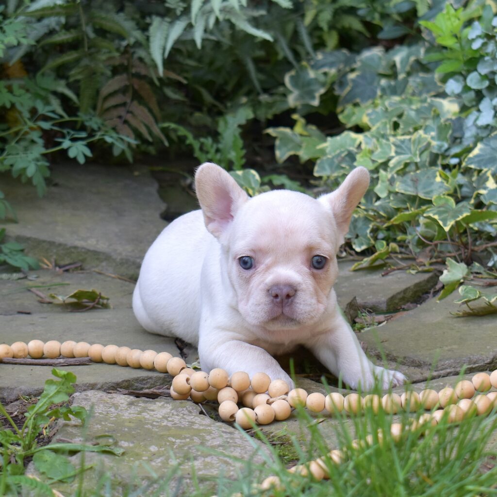 frenchies for sale pa