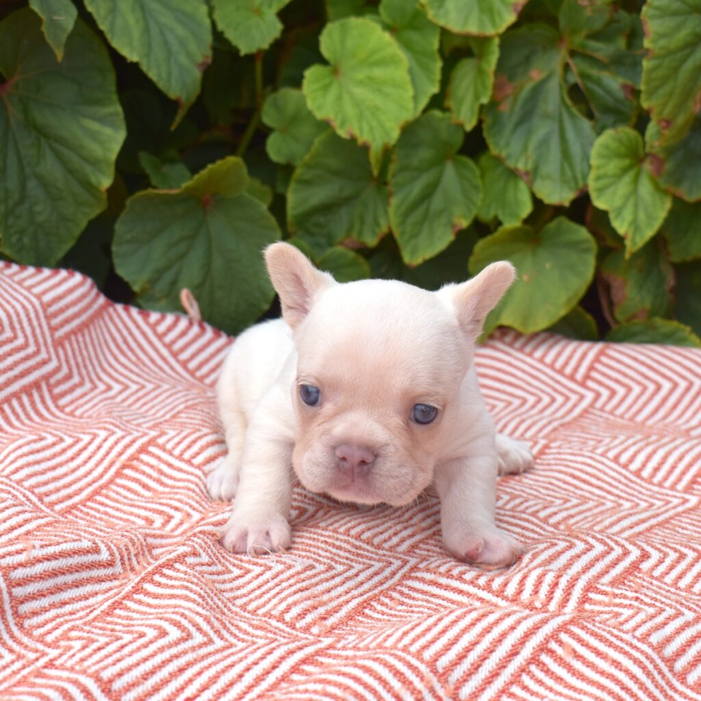 frenchies for sale pa