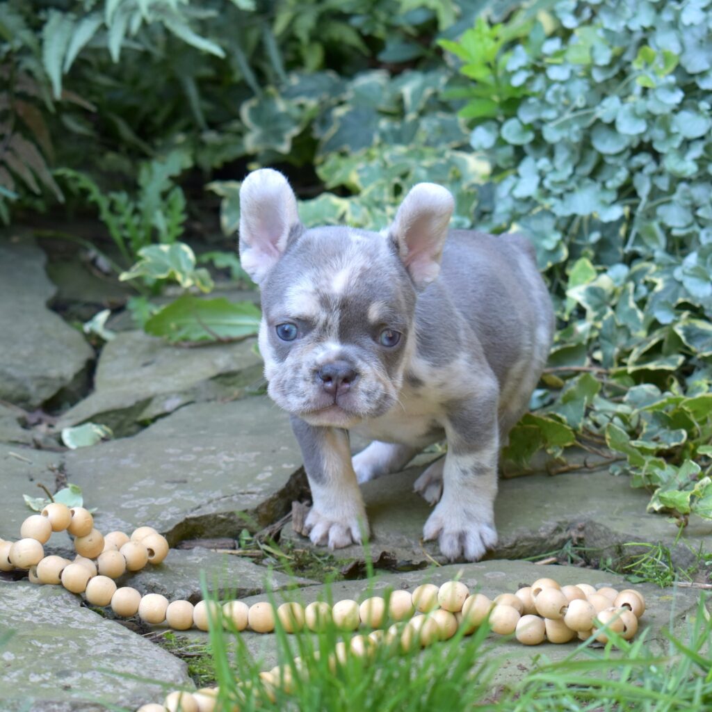 lilac and tan french bulldog
