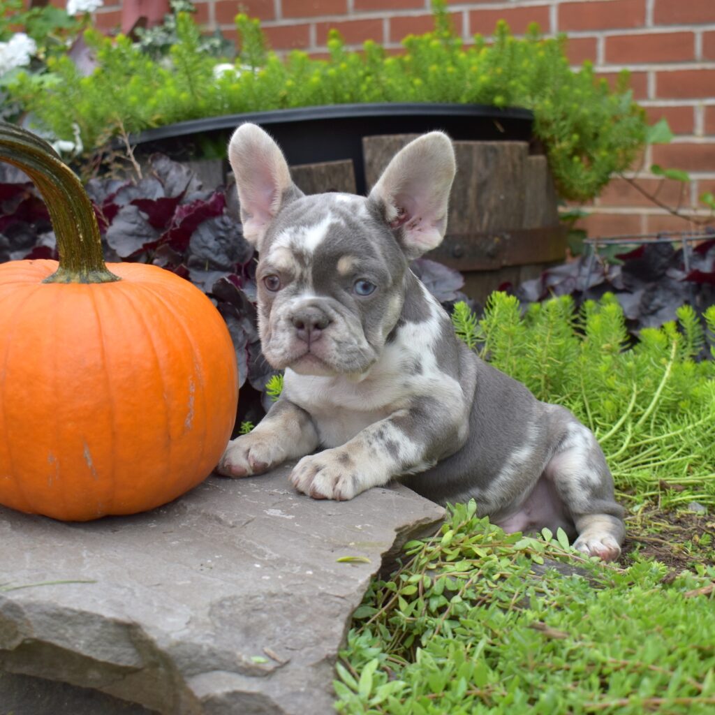 lilac and tan french bulldog