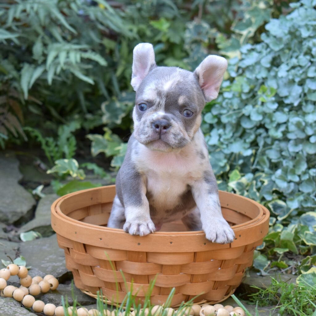 lilac and tan french bulldog for sale