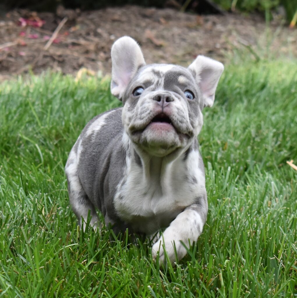lilac and tan french bulldog in pa