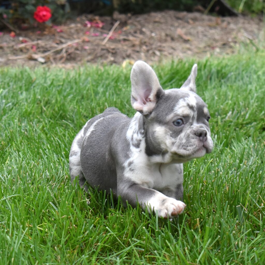 lilac and tan french bulldog pa