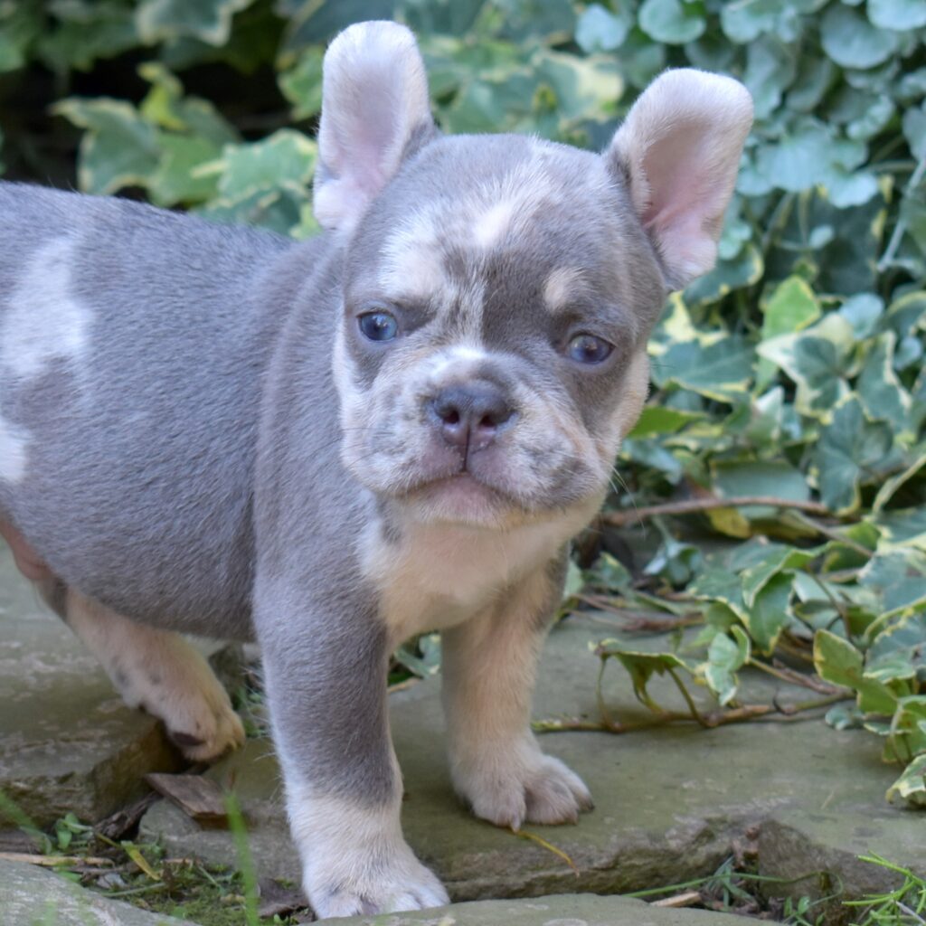 lilac and tan french bulldog puppies