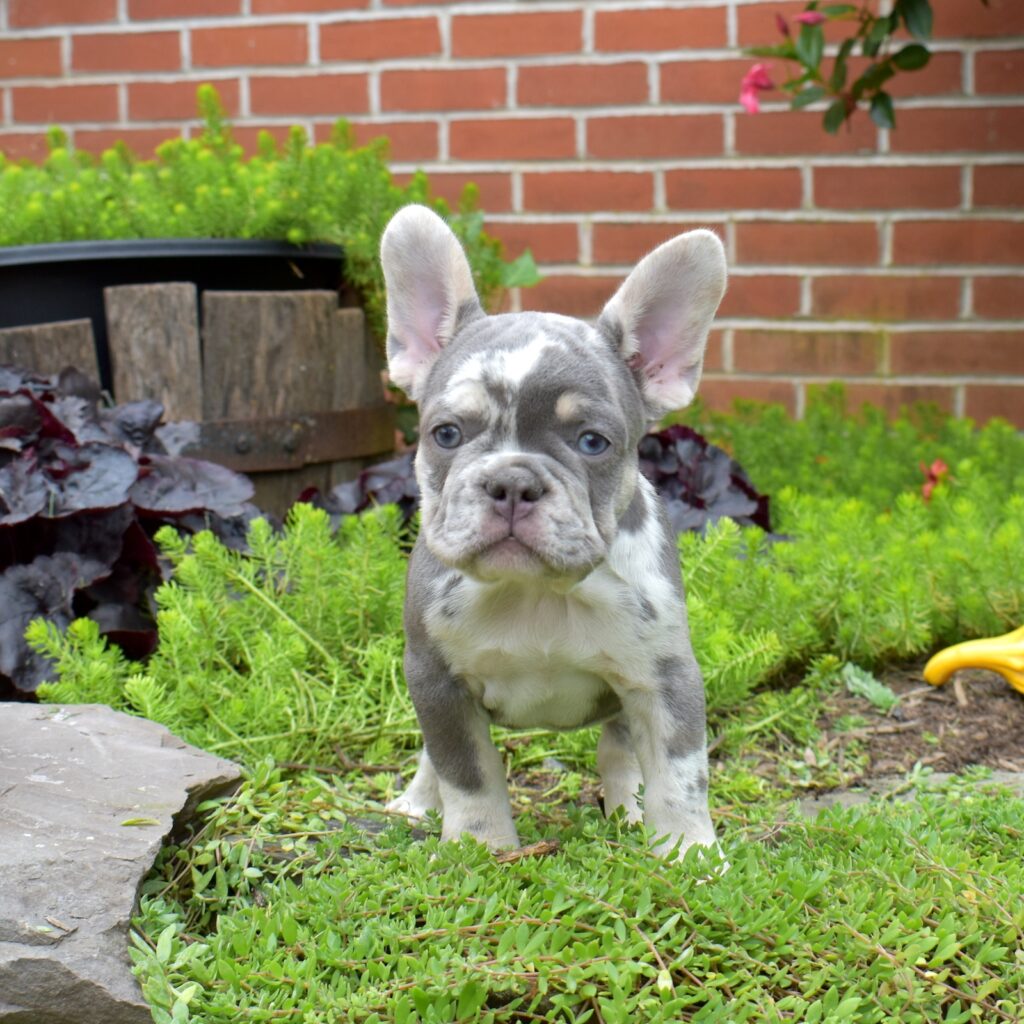 lilac and tan french bulldog puppies