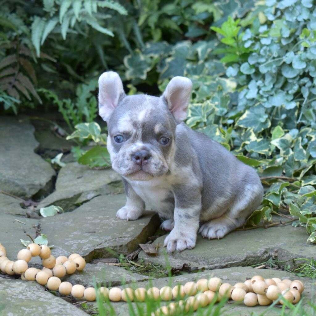 lilac and tan french bulldog puppy