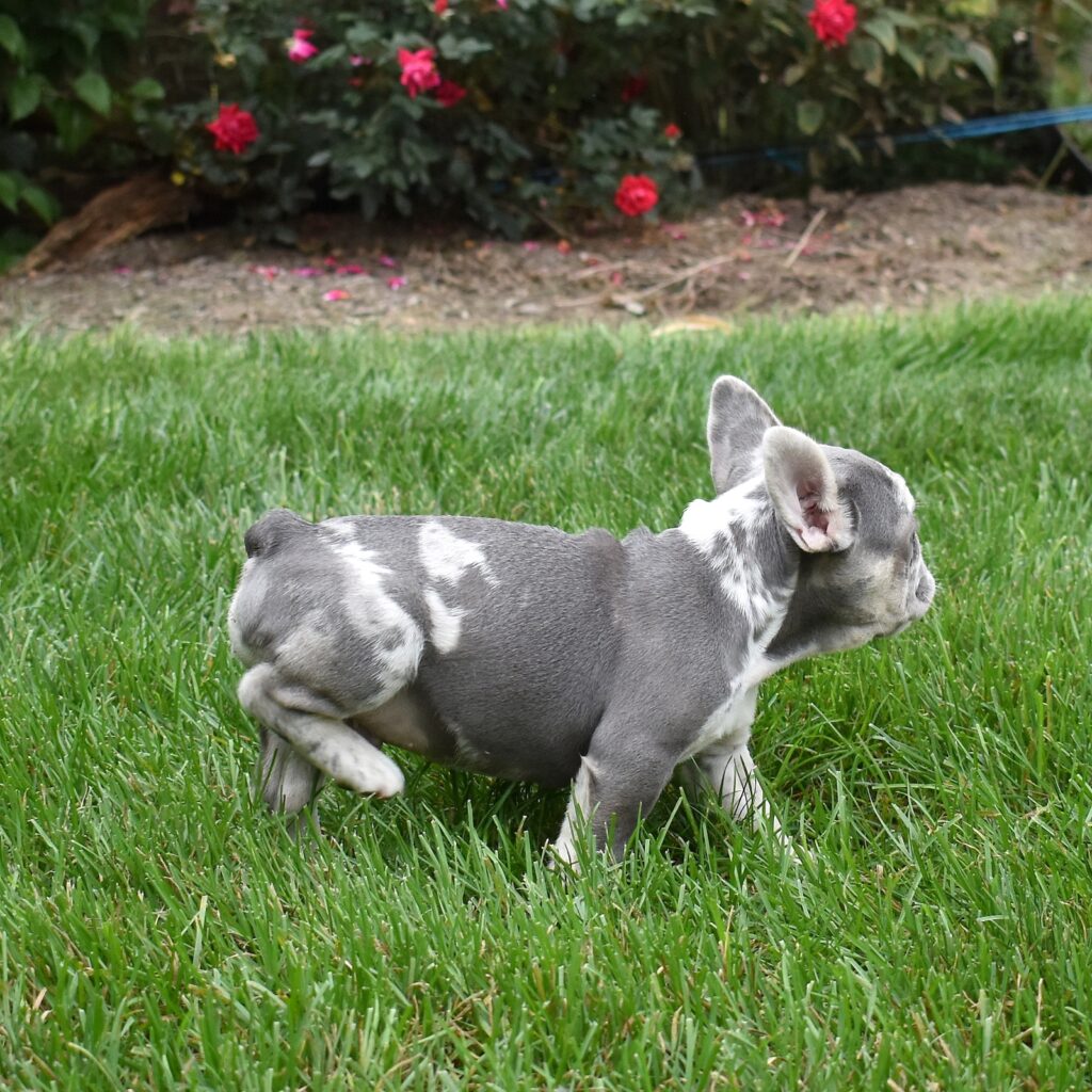 lilac and tan french bulldog puppy