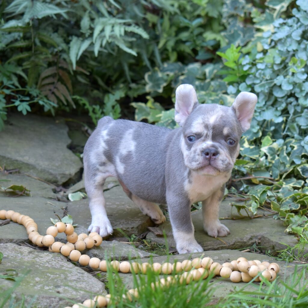 lilac and tan french bulldog puppy for sale